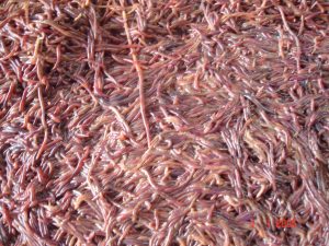 Earthworms - An animal feed alternative