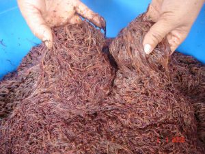 Earthworms - An animal feed alternative