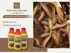 Earthworm Liquid Promins for Eel