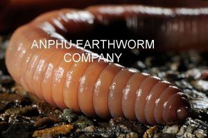 The Useful Of Earthworm Powder For Human Care!