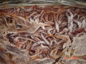 Frozen Earthworm for aquaculture and Aquarium