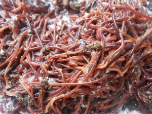 The Benefit of Earthworm in Agriculture
