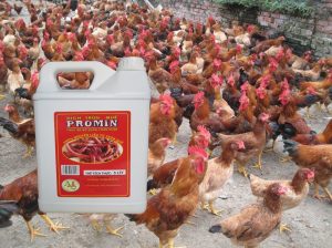 Including Earthworm in Organic Poultry Diets
