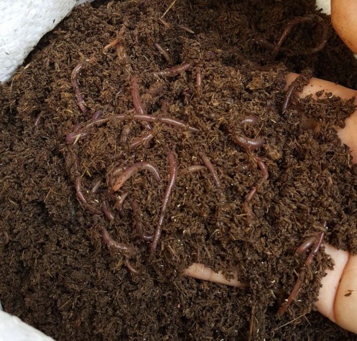 Earthworms Live Foods for Aquarium