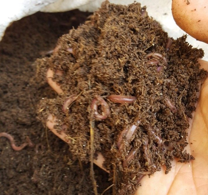 Role of earthworm on earth
